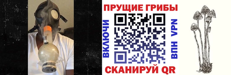 Галлюциногенные грибы Cubensis  сколько стоит  Наро-Фоминск 